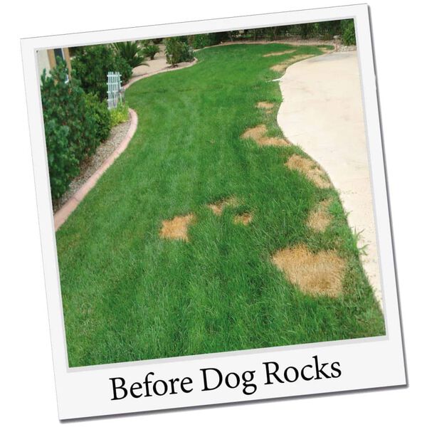 Dog Rocks Steine gegen Hunde-Urinflecken auf Rasen