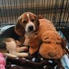 Snuggle Puppy Hundespielzeug mit Herzschlag Braun