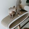 DISTRICT70 2-in-1 Katzen-Kratzbrett OVAL OFFICE