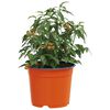 vidaXL Blumentopf 200 pcs Terrakotta &Oslash; 15 x 12,5 cm Kunststoff