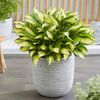 Capi Blumentopf Nature Row Rund 54x52 cm Elfenbein KRWI935