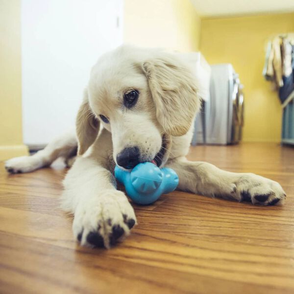 West Paw Hundespielzeug mit Zogoflex Tux Marineblau L