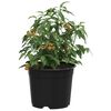 vidaXL Blumentopf 200 pcs Schwarz &Oslash; 15 x 12,5 cm Kunststoff