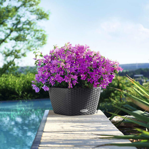 LECHUZA Pflanzgef&auml;&szlig; BACINO Cottage ALL-IN-ONE 30x30 cm Graphitschwarz
