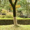 vidaXL Jutegewebe 1x50 m 100% Jute 200 g/m&sup2;