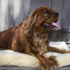 HuggleHounds Fleece-Haustiermatte XL Wollwei&szlig;