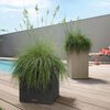 LECHUZA Pflanzgef&auml;&szlig; CANTO Stone 30 Low ALL-IN-ONE Steingrau