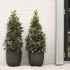 Capi Blumentopf Nature Row Oval 35 x 34 cm Schwarz PKBLRO932