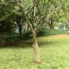 vidaXL Juterolle 0,5 x 15 m 100 % Jute 200 g/m&sup2;