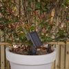 Luxform Intelligente LED-Garten-Solarleuchte Rosario Bewegungsmelder