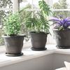 vidaXL Runde Blumenplatte 6 pcs Schwarz &Oslash; 17,5 x 2 cm Kunststoff