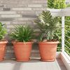 vidaXL Runde Blumenplatte 24 pcs Ziegelrot &Oslash; 27 x 2,5 cm Kunststoff