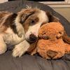 Snuggle Puppy Hundespielzeug mit Herzschlag Braun