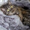 DISTRICT70 Pl&uuml;sch-Katzenbett NORDIC Silbern