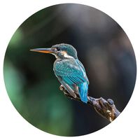 WallArt Fototapete The Kingfisher 142,5 cm