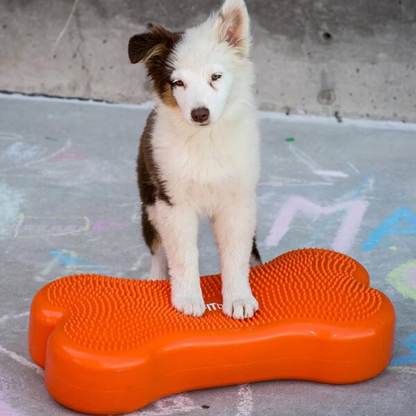 FitPAWS Gleichgewichtstrainer f&uuml;r Haustiere K9FITbone 58x29x10 cm
