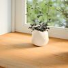 vidaXL Fensterb&auml;nke 2 Stk. Hellbraun 90x20x2 cm Massivholz Eiche
