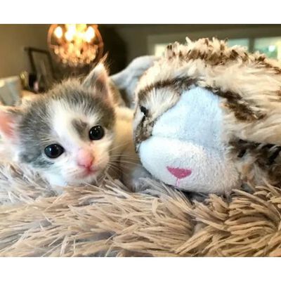 Snuggle Puppy Katzenspielzeug mit Herzschlag Grau und Weiß