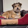 Scruffs Haustierbett Highland Rot L