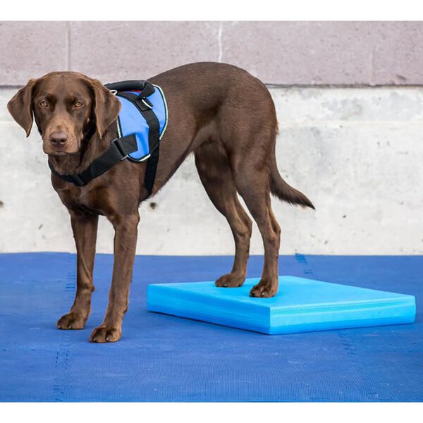 FitPAWS Balance-Polster f&uuml;r Haustiere 38x46x5 cm Blau