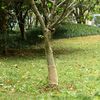 vidaXL Jutegewebe 0,25x100 m 100% Jute 200 g/m&sup2;