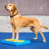FitPAWS Balance-Polster f&uuml;r Haustiere 38x46x5 cm Blau