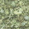 Noordwand Tapete Evergreen Succulent Gr&uuml;n und Beige