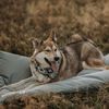DISTRICT70 Hundematte LODGE Hellgrau L