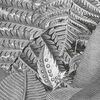 Komar Fototapete Amazonia Schwarz und Wei&szlig; 400x250 cm