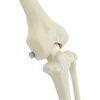 vidaXL Halloween Dekoskelett 2 pcs Wei&szlig; Polypropylen