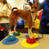 FitPAWS Balance-Kugeln f&uuml;r Pfoten 4 Stk.