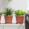 vidaXL Runde Blumenplatte 6 pcs Ziegelrot &Oslash; 17,5 x 2 cm Kunststoff