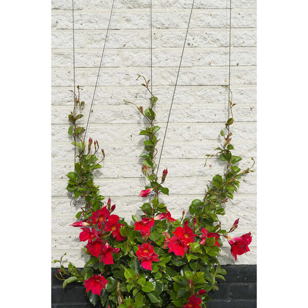 Nature Rankseilsystem f&uuml;r Kletterpflanzen 6040760