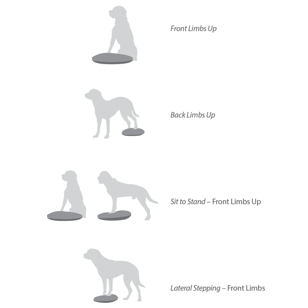 FitPAWS Balance-Scheibe für Haustiere 36 cm Razzleberry